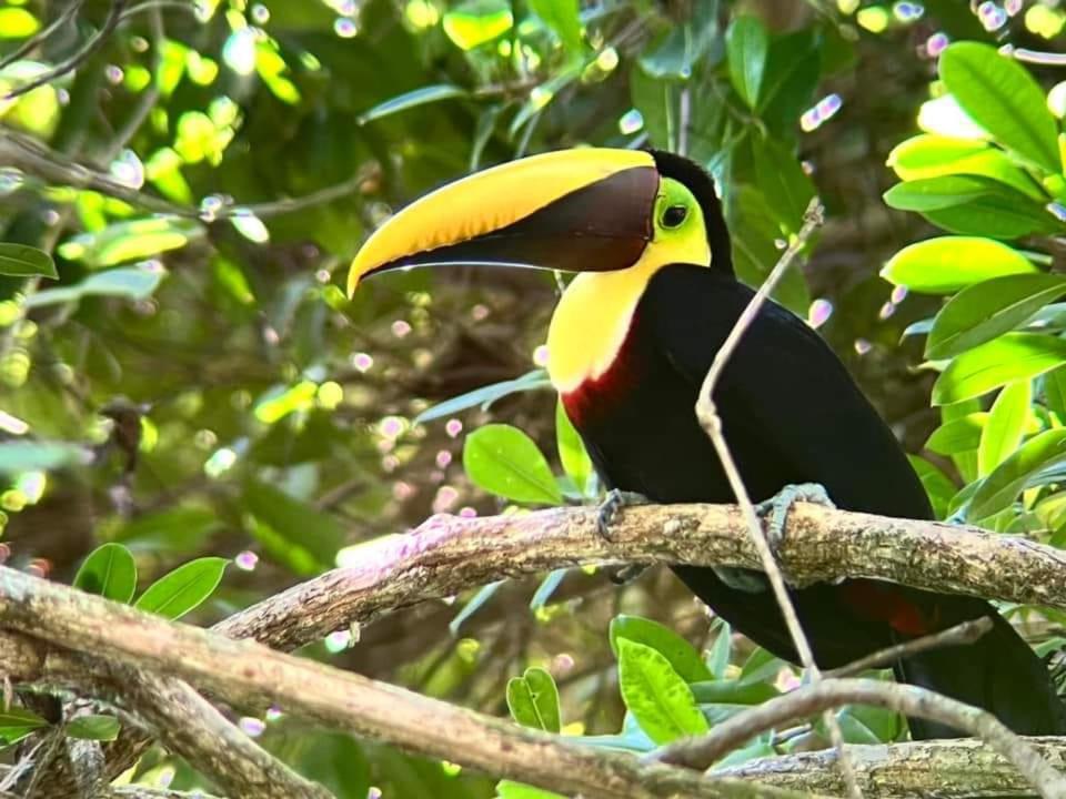 Playa Grande Lodge Cahuita Dış mekan fotoğraf
