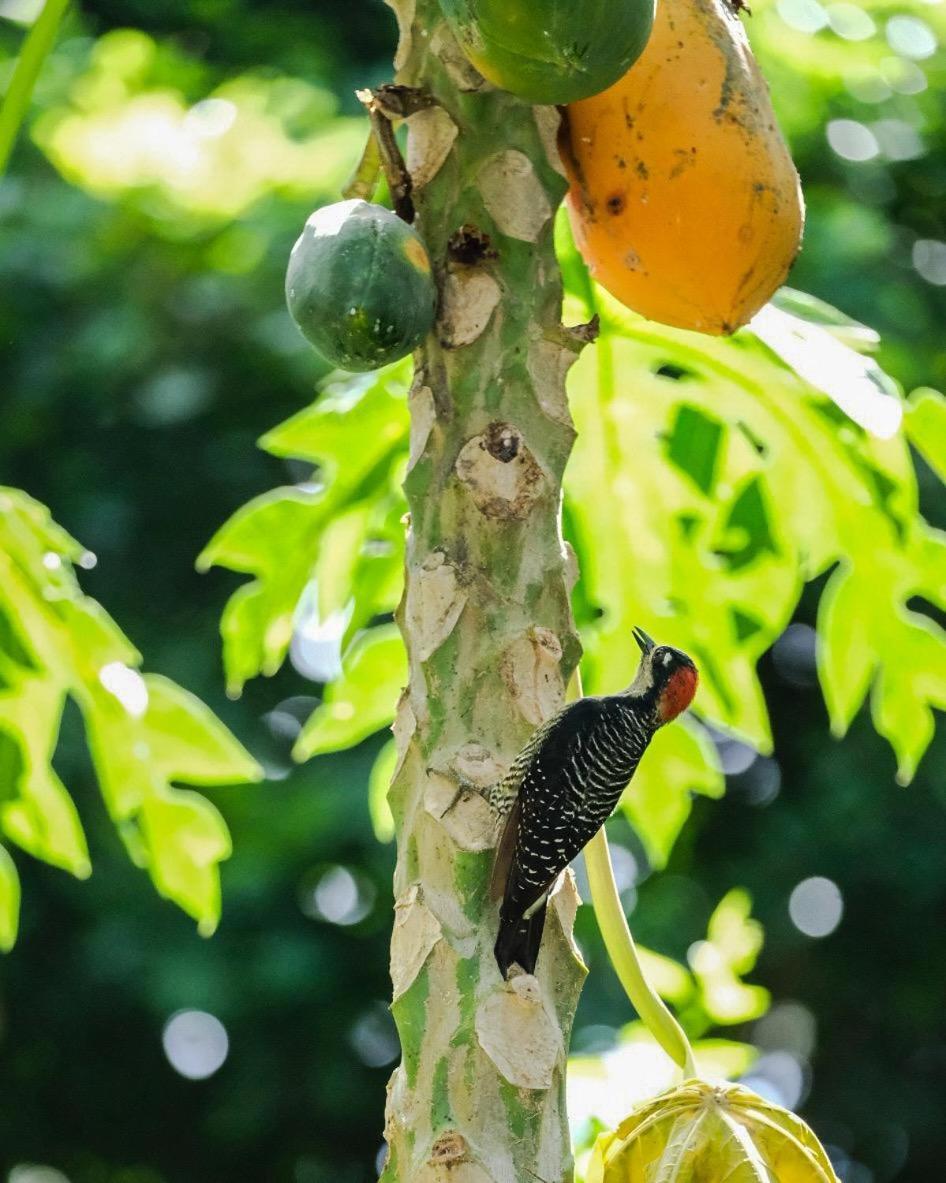 Playa Grande Lodge Cahuita Dış mekan fotoğraf