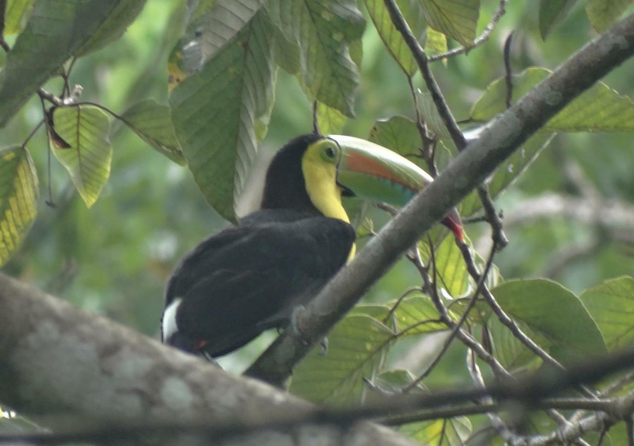 Playa Grande Lodge Cahuita Dış mekan fotoğraf
